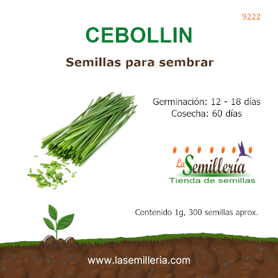 Foto de Sobre de Semillas de Cebollin