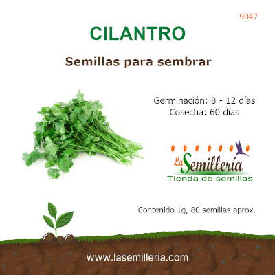 Foto de Sobre de Semillas de Cilantro