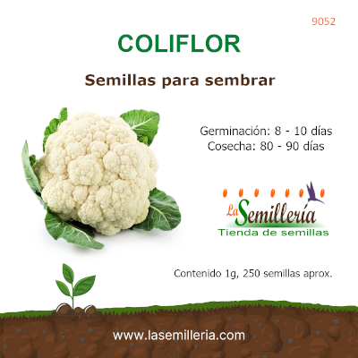 Foto de Sobre de Semillas de Coliflor