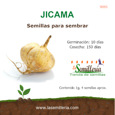 Foto de Sobre de Semillas de Jícama