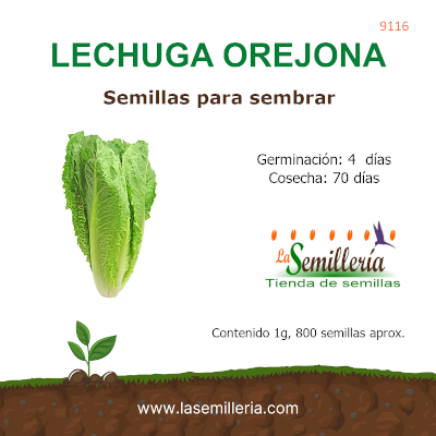 Foto de Sobre de Semillas de Lechuga Orejona